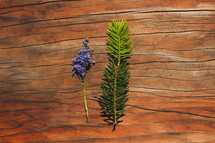 purple flower and pine needles 