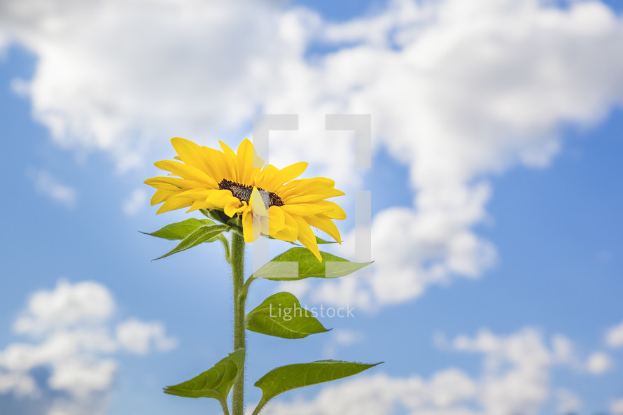 sunflower against a blue sky 