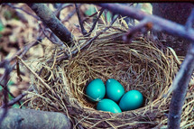 blue eggs in a nest 