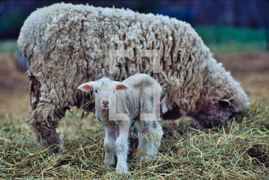 sheep and lamb
