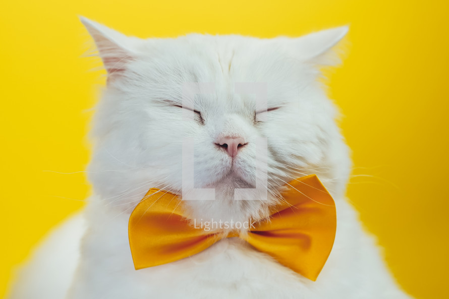 Close-up of white sleepy cat in yellow bowtie. Studio portrait. Luxurious domestic kitty poses on colorful wall background. High quality photo
