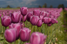 Tulip farm  in spring.