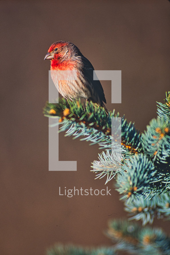 bird on a branch 