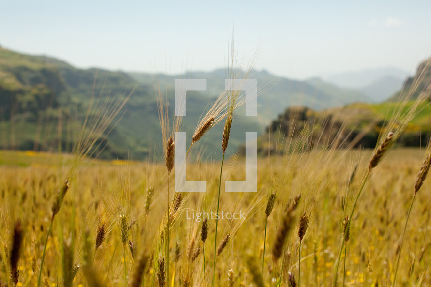 wheat grains in a field 