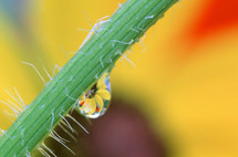 water droplet on a stem 