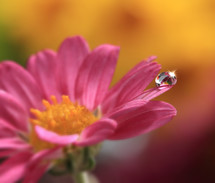 water drop on the petals of a pink flower