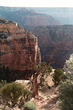 a tree in a canyon 