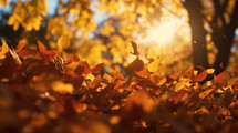 Closeup of falling autumn leaves in the sunlight. 