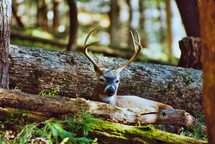 resting deer with antlers 