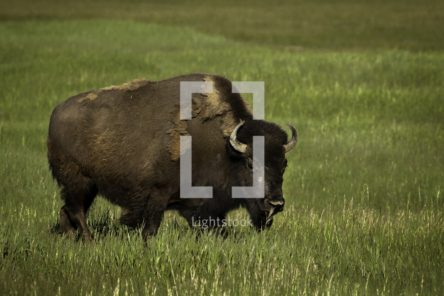Bison Buffalo standing in green grass staring at you during the summer season