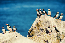 puffins on a rock 