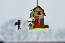 birds on a bird feeder and snow 