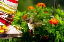 hummingbird at a feeder 