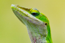 green anole lizard 