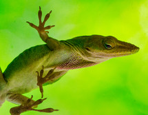 green anole 