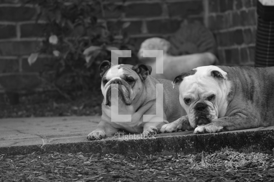 two bulldogs sunning themselves 