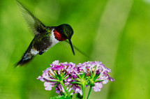 hummingbird at a flower 