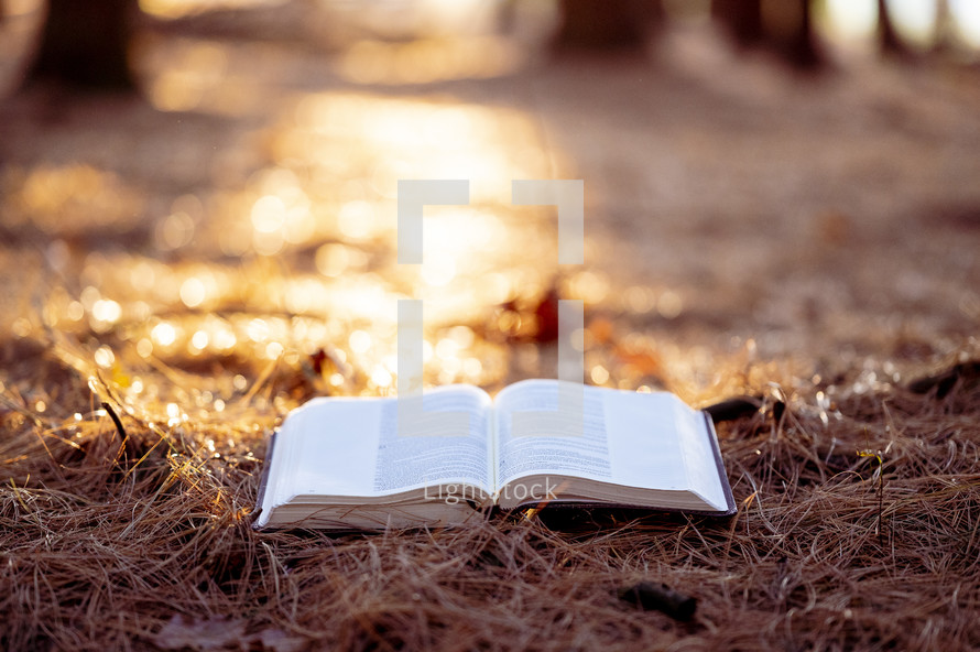an open Bible on a forest floor 