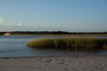 marsh grass along a shore 