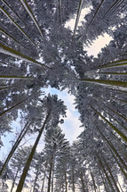 looking up at trees with snow 