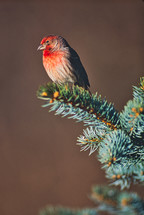 bird on a branch 