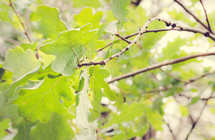 green oak leaves on a tree 