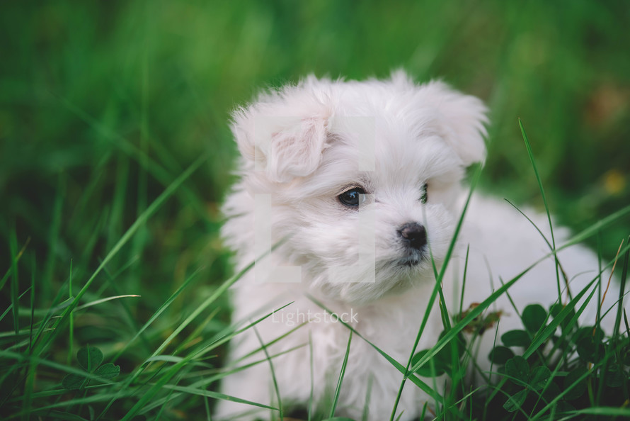 Portrait Of White Maltese Puppy