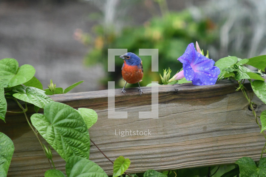 painted bunting on a fence 