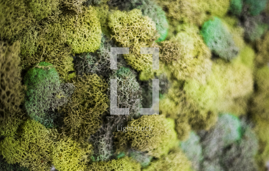 moss background 