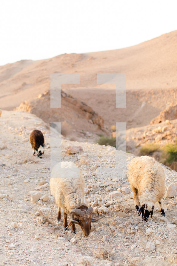 horned sheep grazing on a desert mountain 