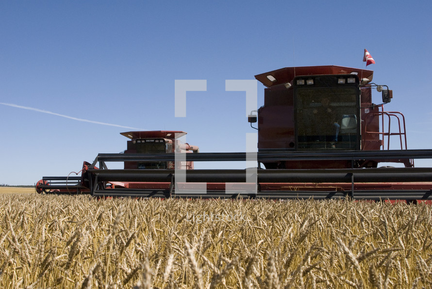 Combine harvesters harvest a field of ripe grain 