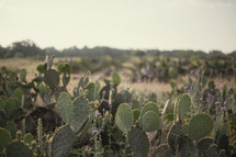 Field of Texas cactus.