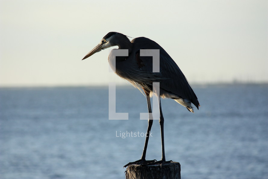 crane standing on a post in the water