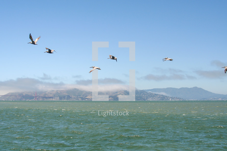 pelicans flying over water