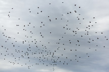 Flock of birds flying 