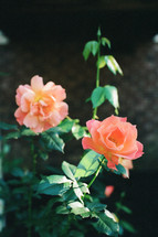 peach roses in a flower garden 