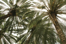looking up to the tops of palm trees 