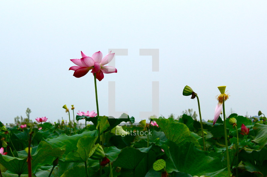 Lotus flowers.