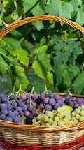 red and white grapes in a basket 