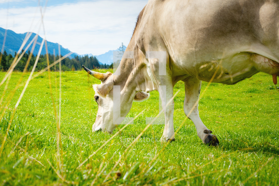 grazing cow in Bavaria