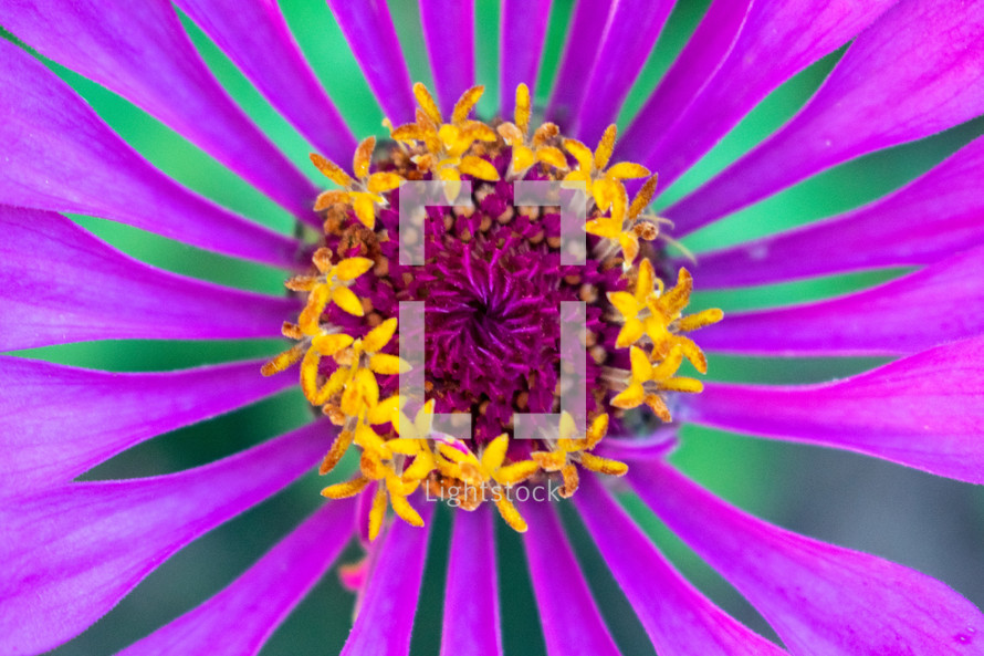 purple flower with yellow center 