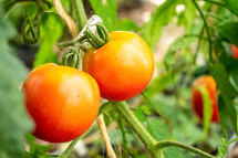 tomatoes in a garden 