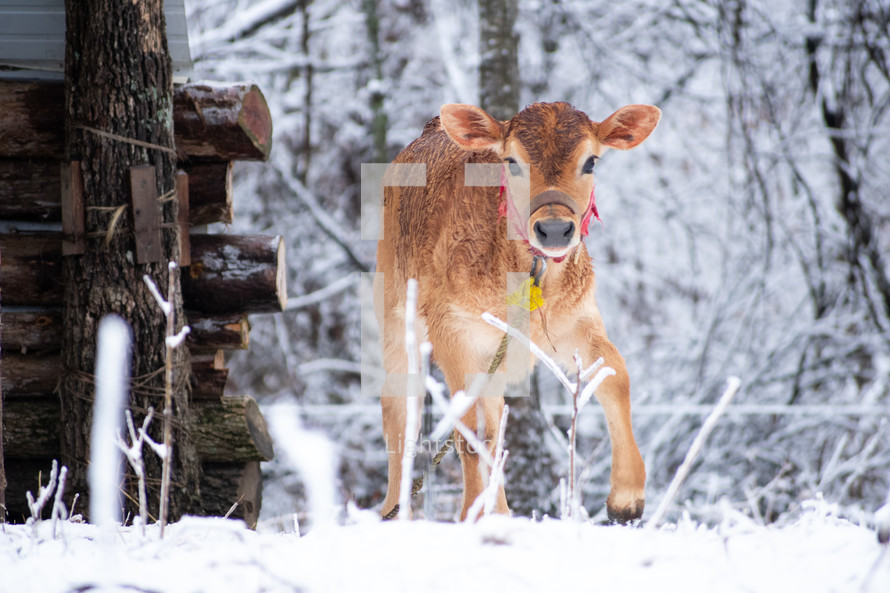 cow in snow 
