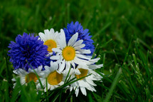 blue and white flowers in the grass