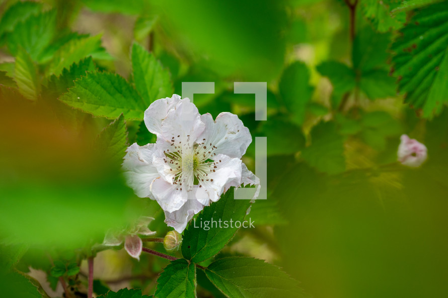 white spring blossom