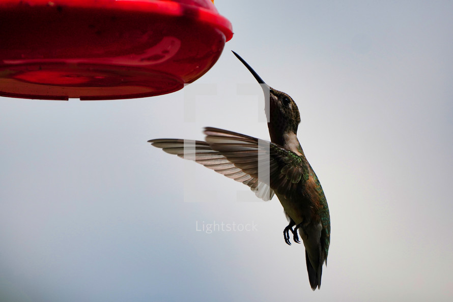 hummingbird at a feeder 