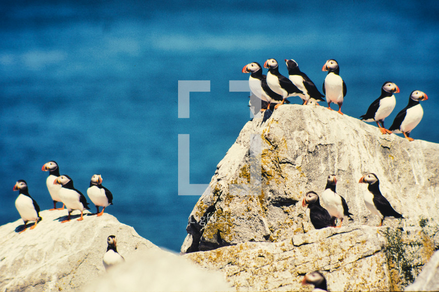 puffins on a rock 