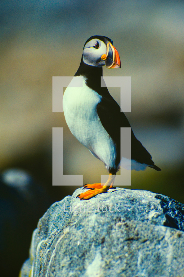 puffin on a rock 