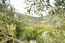 olives on a tree