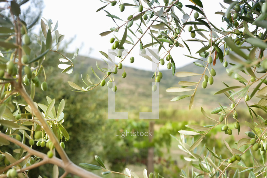 olives on a tree